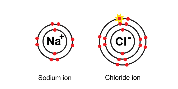 When an atom looses or gains an electron it becomes an ion, metal ions are charged positively and non metals are charged negatively, therefore sodium will be a positive ion and chlorine a negative ion or chloride ion